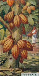 Cacao, 1. - Cacaoboom, Trinidad, 1928