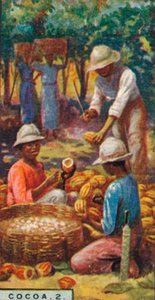 Cacao, 2. - Het openen van de peulen, Trinidad, 1928