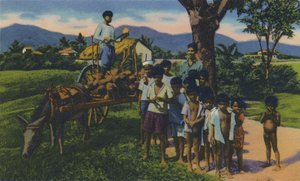 Kokosnootverkoper, Trinidad, B.W.I., c1940s