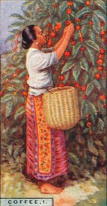 Koffie, 1. - Het plukken van de bessen, Oost-Indië, 1928