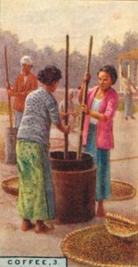Koffie, 3. Het pellen van de bonen, Java, 1928