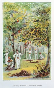 Cacao verzamelen, Venezuela, 1892