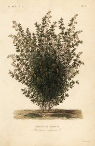 Gewone berberis, Berberis vulgaris door Unbekannt