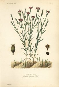Korenbloem, Agrostemma githago, Githago segetum, Nielle des bles, Handgekleurde staalgravure door L door Unbekannt