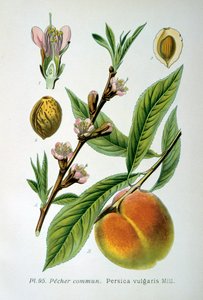 Gewone perzik, 1893