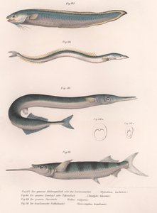 Gewone slangvis. Gewone zandspiering. Gewone Hornhecht. Braziliaanse halfbek, ca. 1850s door Unbekannt