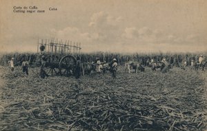 Corte de Cana - Suikerriet snijden - Cuba door Unbekannt