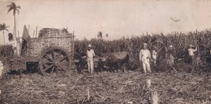 Corte de Canna. - Suikerriet oogsten. Cuba, ca. 1900