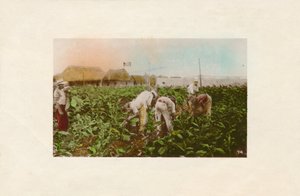 Tabaksplantage, c1910