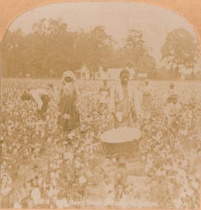 Katoenplukken, ca. 1900 door Unbekannt