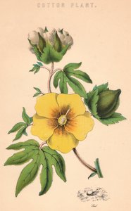 Katoenplant door Unbekannt