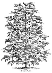 Katoenplant, ca. 1880