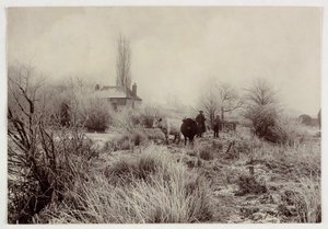 Koeien in een bevroren veld, ca. 1890 door Unbekannt