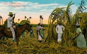 Cuba: Corte de Cana. Suikerriet snijden, ca. 1910 door Unbekannt