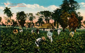 Cuba: Vega de tabaco. Tabaksplantage, ca. 1900 door Unbekannt