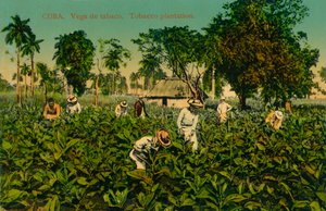 Cuba. Vega de tabaco. Tabaksplantage, ca. 1920s door Unbekannt