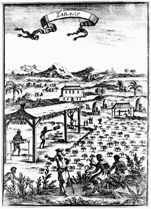 Tabak Cultiveren en Drogen in West-Indië met Slavenarbeid, 1686