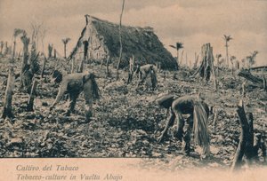 Cultivo del Tabaco. Tabakscultuur in Vuelta Abajo, ca. 1900