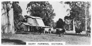 Melkveehouderij, Victoria, Australië, 1928