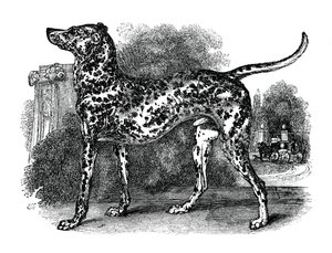 Dalmatische hond, 1848 door Unbekannt
