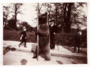 Dansende beer, ca. 1905