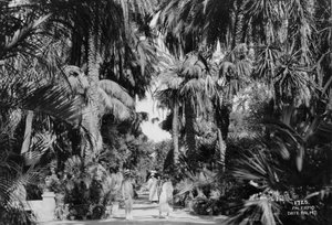 Dadelpalmen, Palermo, Sicilië, Italië, ca. 1920-1930