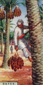 Dadeloogst, Noord-Afrika, 1928 door Unbekannt