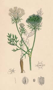 Daucus Carota. Wilde wortel, 19e eeuw