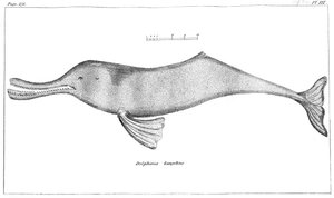 Delphinus Gangeticus Ganges Rivierdolfijn, 1799 door Unbekannt