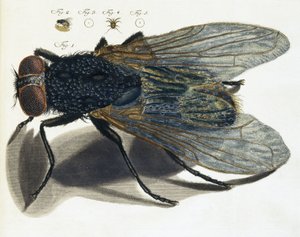 Beschrijving van een vlieg onder de microscoop