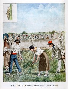 Het Vernietigen van de Sprinkhaan, 1901 door Unbekannt