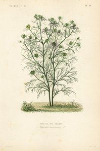 Juffertje-in-het-groen, Nigella arvensis door Unbekannt