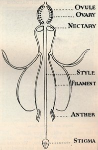 Diagram van een Fuchsia bloem, toont het mechanisme dat wordt gebruikt om zaden te produceren, ca. 1934