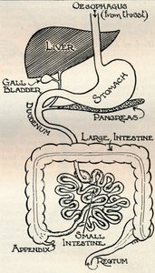 Diagram dat het spijsverteringskanaal toont, dat door het lichaam loopt, ca. 1934 door Unbekannt