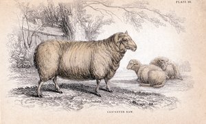Dishley New Leicester Ram, ca. 1840
