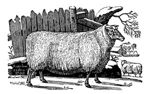 Dishley New Leicester schapen, 1811 door Unbekannt