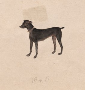 Hond, 1800s door Unbekannt