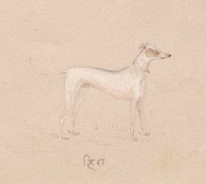 Hond, 1800s door Unbekannt