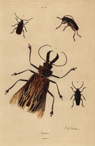 Dorysthenes paradoxus, Macrodontia cervicornis, kwetsbaar, Elateropsis lineatus en Prionus versicolor door Unbekannt