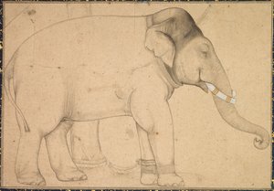 Tekening van een Olifant, ca. 1700 door Unbekannt