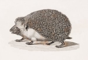 Oorige egel door Unbekannt