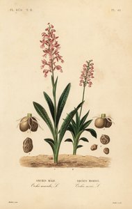 Vroege purperorchis en groene nachtorchis