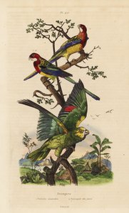 Oostelijke rosella, Platycercus exams, en geelgekroonde amazone, Amazona ochrocephala door Unbekannt