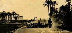Egypte - Herder die naar huis rijdt