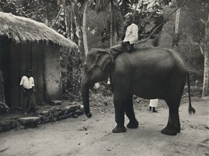Olifant op een weg bij Kandy, 1926 door Unbekannt