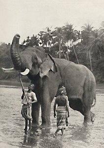 Olifant in de Mahavaliganga, 1926