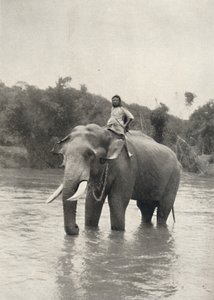 Olifant met kornak in de Mahavaliganga