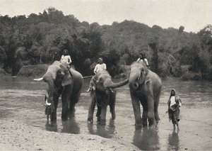 Olifanten in bad Mahaaliganga