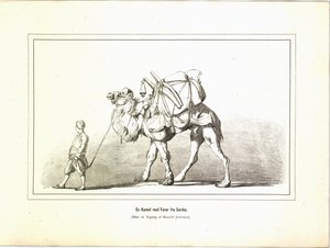 Een kameel met gids uit Sardes. Illustratie uit het boek Brogede rejsebilleder van Jerichau-Baumann, Elisabeth en uitgegeven door Forlagsbureauet (Kopenhagen, 1881)