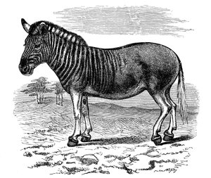 Gravure van een Quagga, 1893
